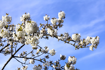 Image showing Cherry Blossoms