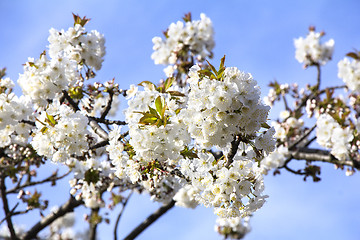 Image showing Cherry Blossoms