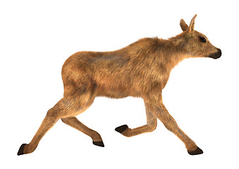 Image showing Moose Calf