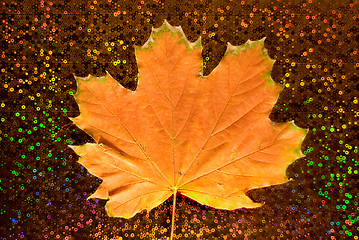 Image showing Maple leaf