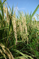 Image showing Paddy field with ripe paddy under the blue sky