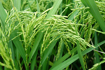 Image showing Paddy rice