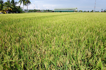 Image showing Paddy field with ripe paddy under the blue sky