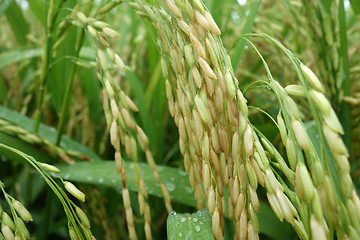 Image showing The ripe paddy field is ready for harvest