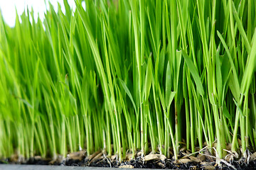 Image showing Rice sprout in the rice field.