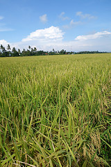 Image showing The ripe paddy field is ready for harvest