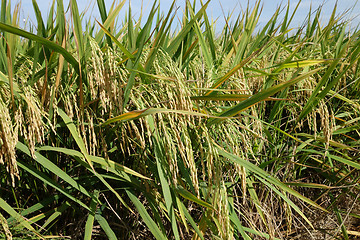 Image showing Paddy field