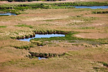 Image showing Swamp