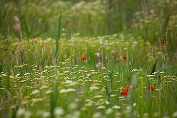 Image showing Green Grass