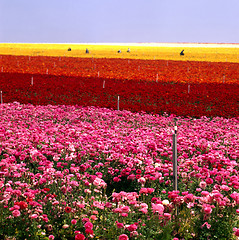 Image showing Flower Farm