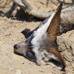 Image showing Bat-eared fox