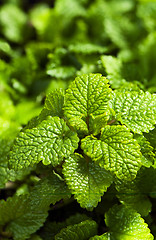 Image showing Lemon balm 