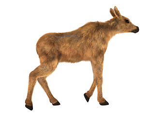 Image showing Moose Calf