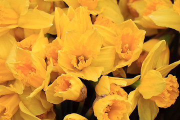 Image showing yellow narcissus flower background