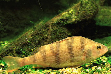 Image showing small czech  fish