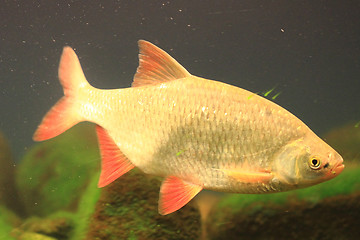 Image showing small carp fish
