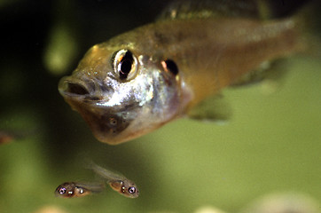 Image showing Egyptian mouth brooder, female with a brood of fry leaving the mouth. Pseudocrenilabris multicolor