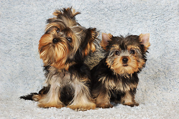 Image showing two puppies Yorkshire terrier