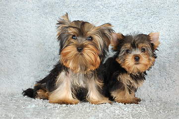 Image showing two puppies Yorkshire terrier