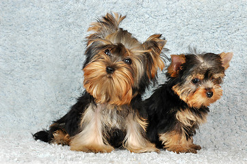 Image showing two puppies Yorkshire terrier