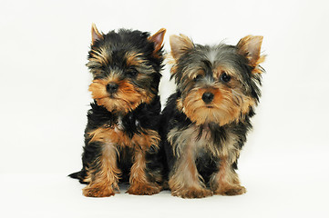 Image showing two puppies Yorkshire terrier