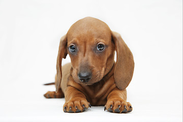 Image showing dachshund puppy