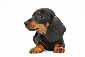 Image showing dachshund puppy