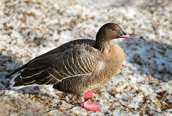 Image showing Gray goose  