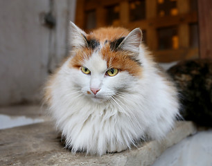 Image showing Beautiful cat 