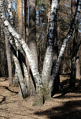 Image showing The bark of pine needles