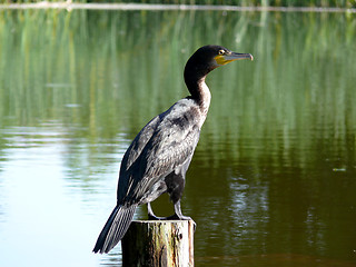 Image showing Double-crested Cormorant