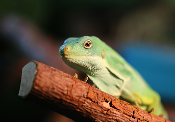 Image showing green iguana