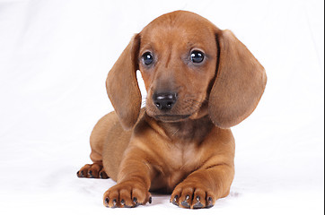 Image showing dachshund puppy