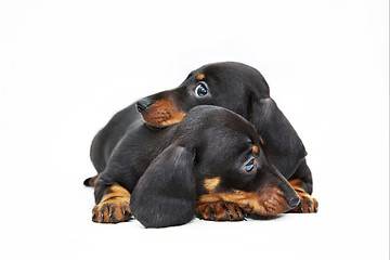 Image showing two dachshund puppies