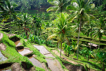 Image showing Terrace rice fields on Bali, Indonesia