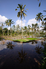 Image showing Terrace rice fields on Bali, Indonesia