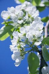 Image showing spring, the tree blossomed delicate white cherry blossoms