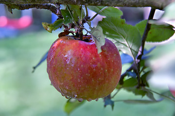 Image showing big red Apple on the branch after the rain