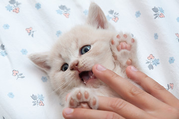Image showing kitten goes from hand