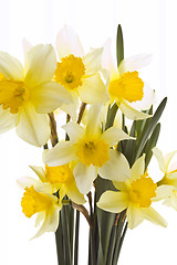 Image showing Narcissus Bouquet