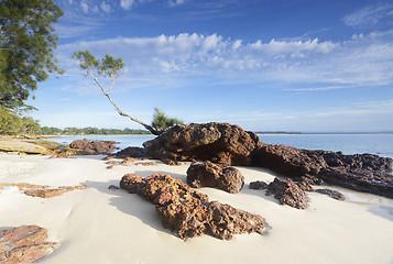 Image showing Tree on a Rock, Jervis Bay