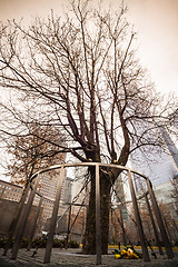 Image showing Survivor Tree, Manhattan, New York.