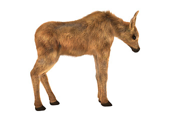 Image showing Moose Calf