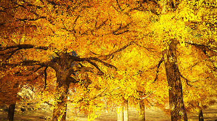 Image showing Fall colors in mountains 