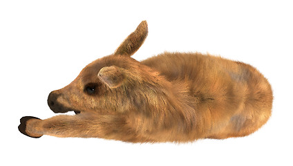 Image showing Moose Calf