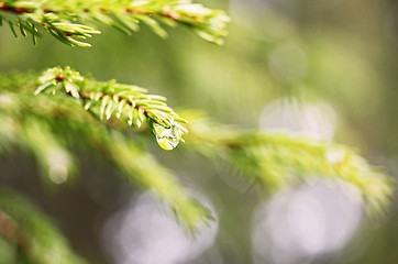 Image showing spruce with dewdrop