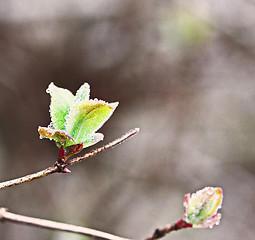 Image showing Two buds with dewdrops