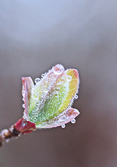 Image showing bud with dew