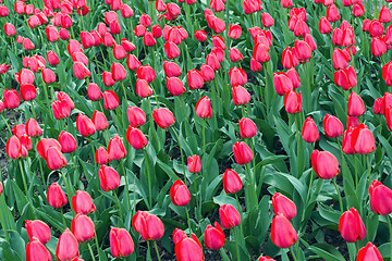 Image showing Red tulips 