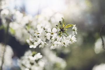 Image showing Flowers of blossom tree